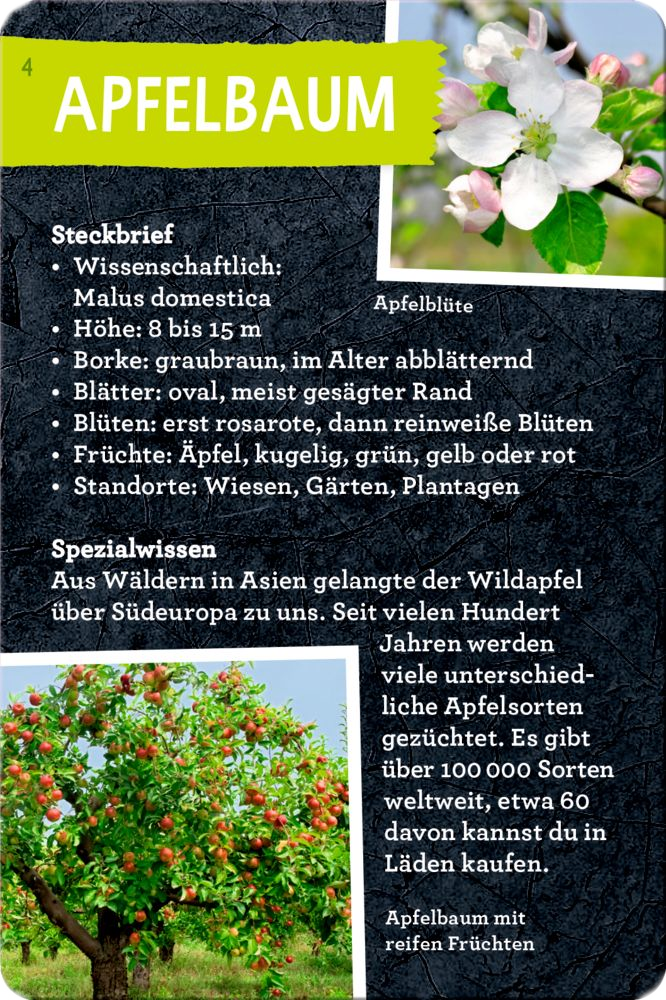 50 Bäume Kennen&Erleben Blechdose Nature Zoom