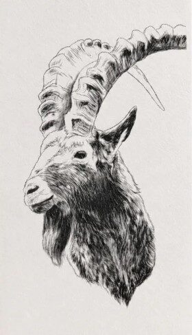 Streichholzschachtel Steinbock E MUM26S0058