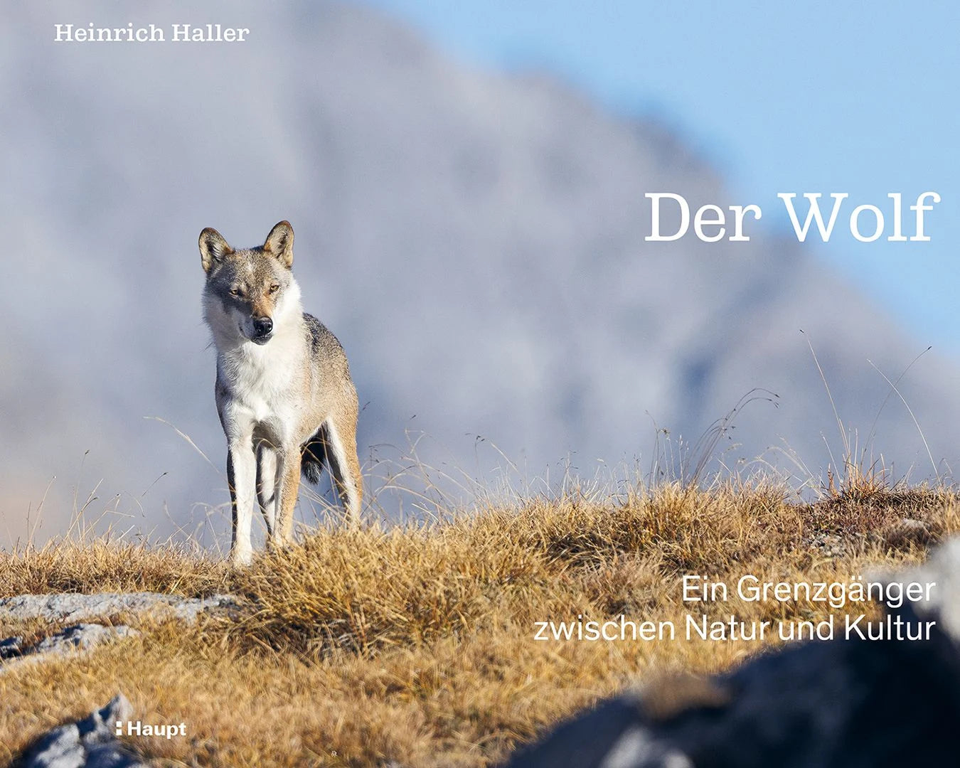 der wolf heinrich haller Haupt.webp