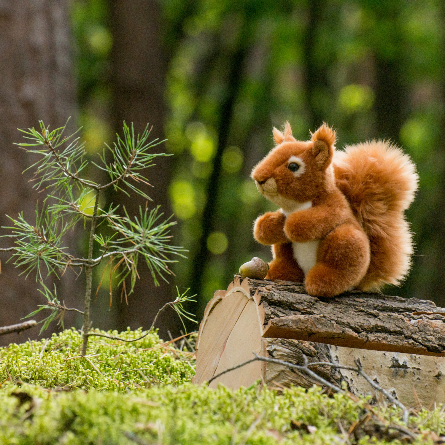 Plüschtier EIchhörnchen im Wald