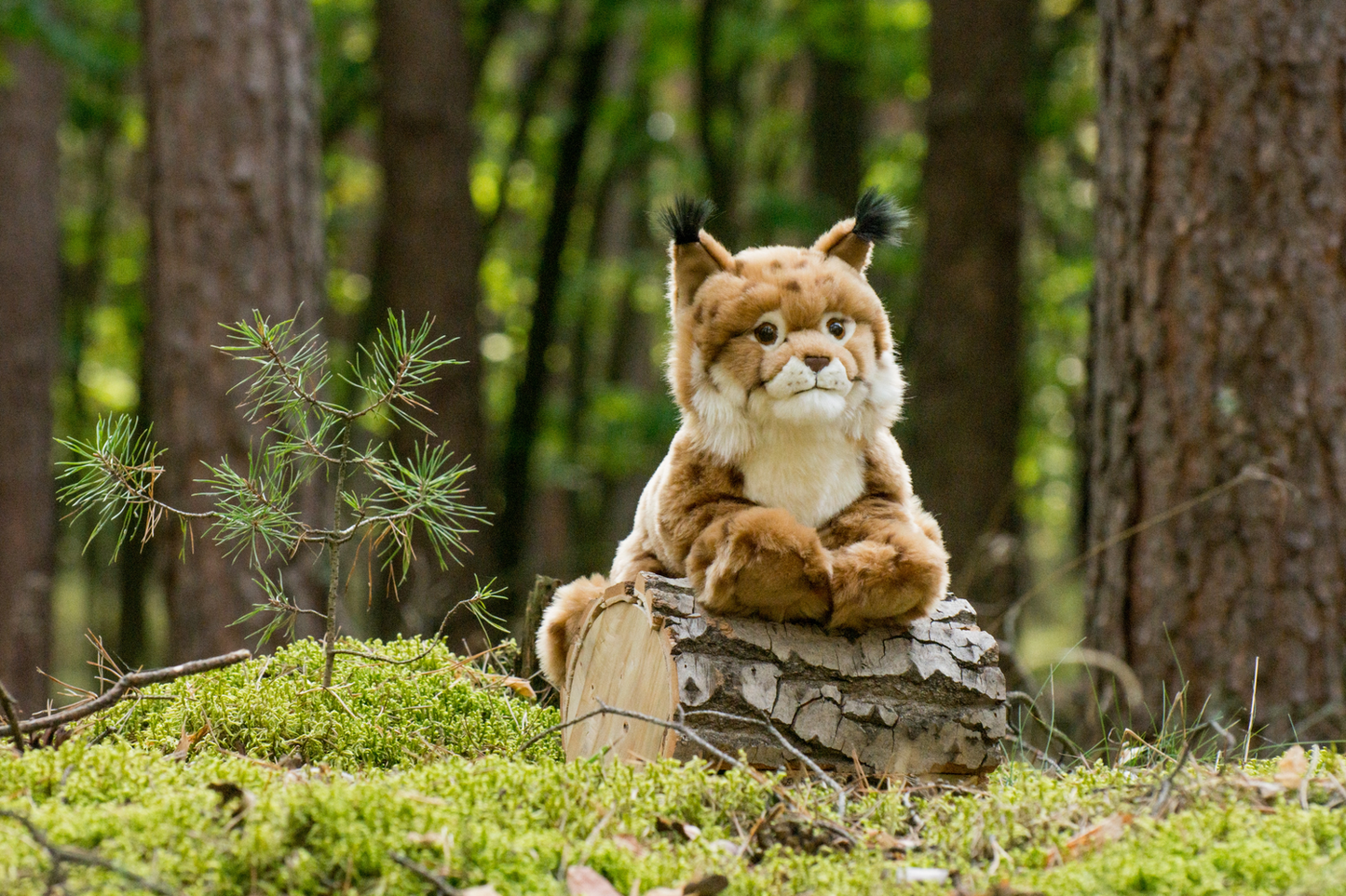 Luchs liegend Plüschtier 45cm