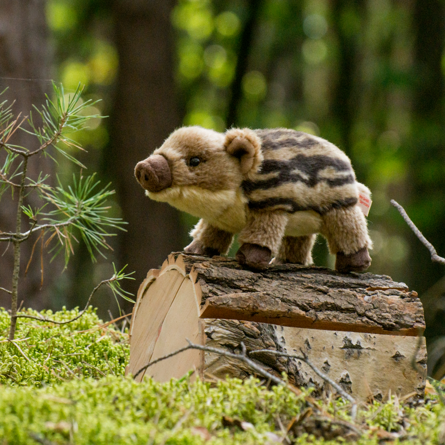 Wildschweinfrischling 22cm in der Wildnis